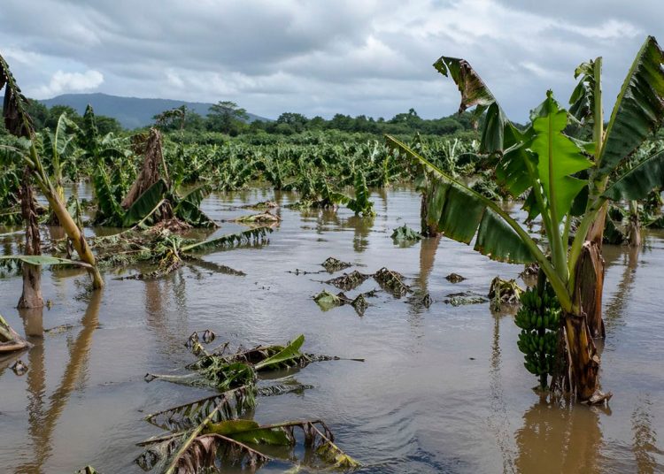 Aún es bajo el número de productores que adquieren pólizas como mecanismo de protección patrimonial y gestión de riesgos.