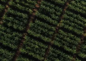 Con esta certificación, Casa Brugal reafirma su compromiso con la sostenibilidad en toda su cadena de valor.