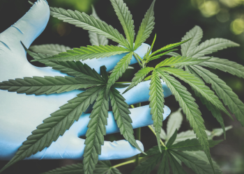 A medida que el consumo de cannabis se generaliza, aumenta su consumo, junto con el consumo problemático, que engloba la adicción. - Fuente externa.