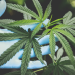 A medida que el consumo de cannabis se generaliza, aumenta su consumo, junto con el consumo problemático, que engloba la adicción. - Fuente externa.