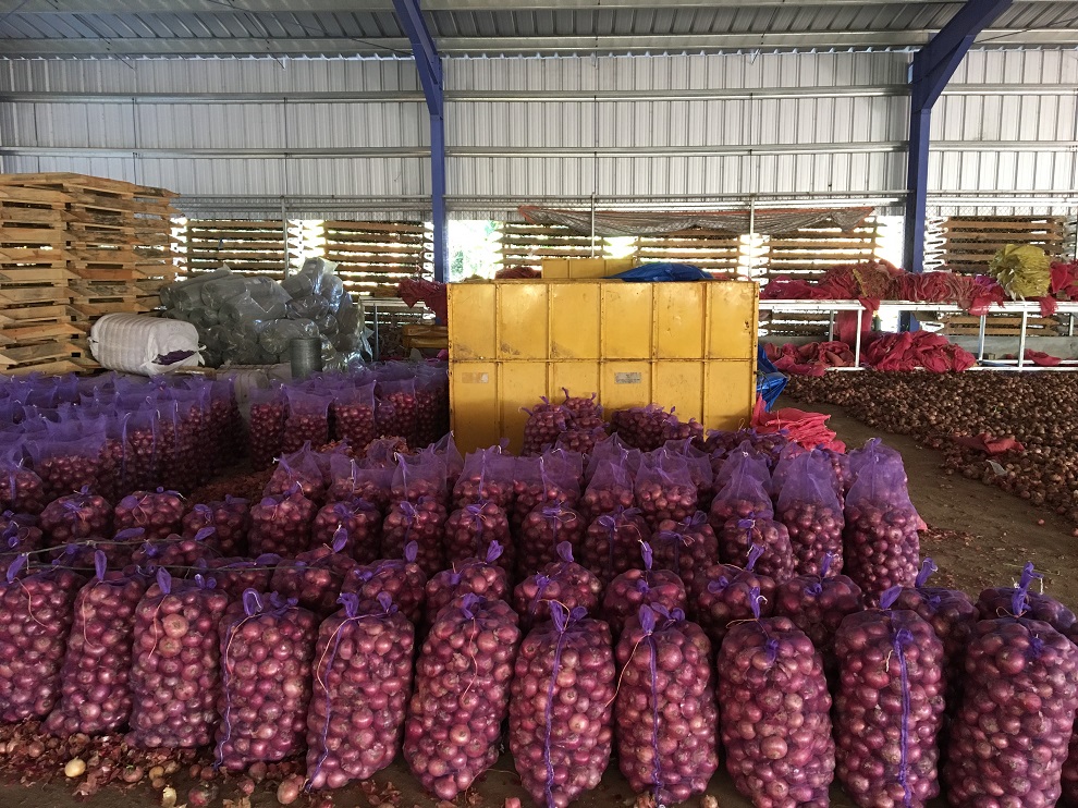 cebolla sometida a secado