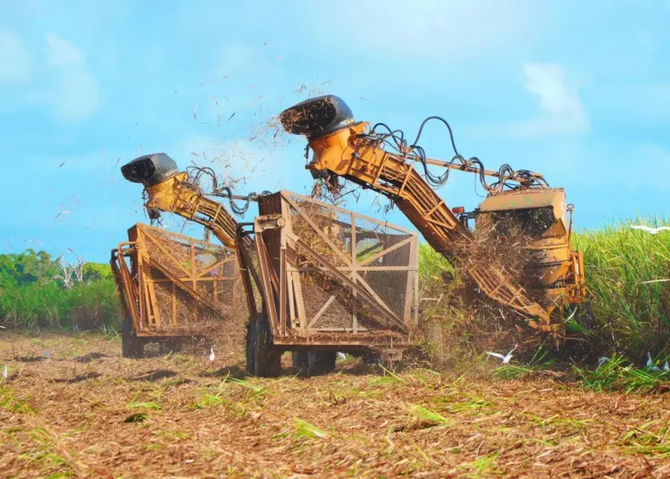 Central Romana recupera la
asignación de
exportación
hacia Estados Unidos.