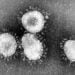 Coronaviruses_004_lores