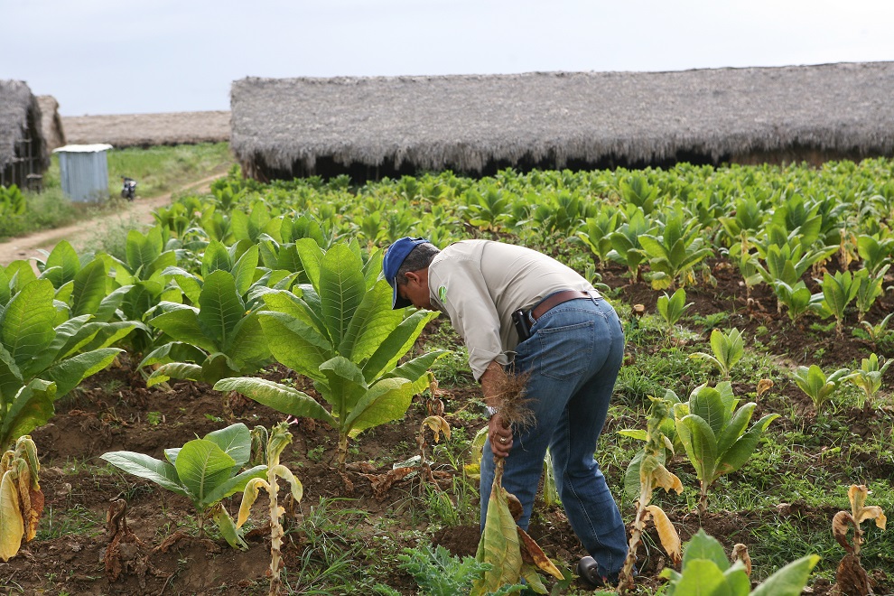 cosecheros de tabaco externaron su preocupacion por las dramaticas reducciones de la demanda del producto