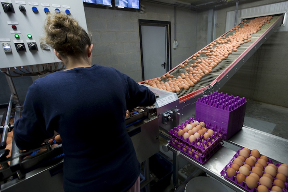 netherlands health food eggs