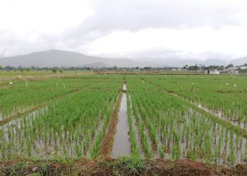 Cultivos de arroz