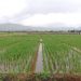 Cultivos de arroz