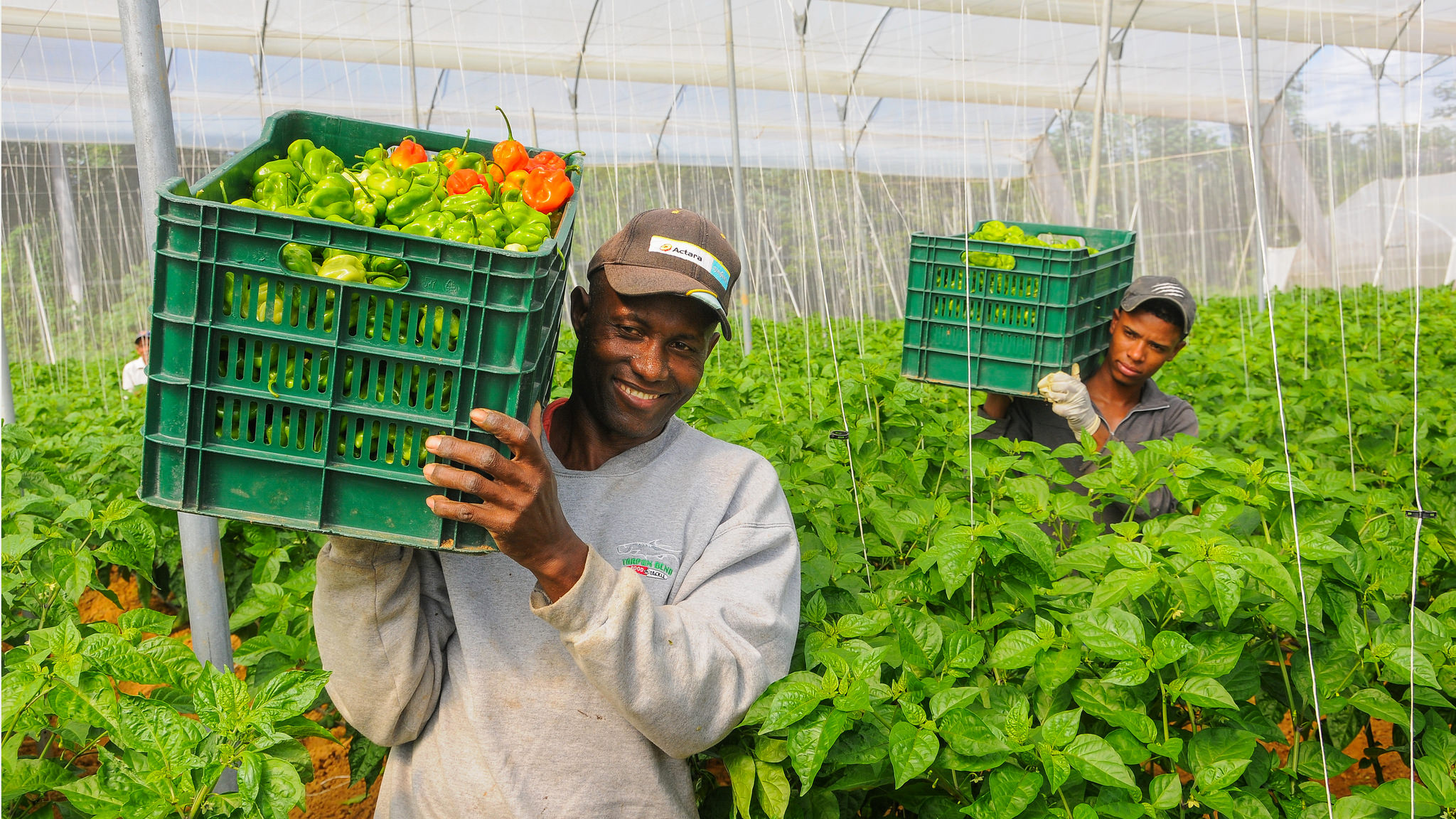 danilo medina rendicion