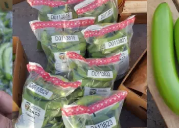 El Ministerio Público y la agencia antidrogas han abierto una investigación en relación al frustrado envío de la cocaína.