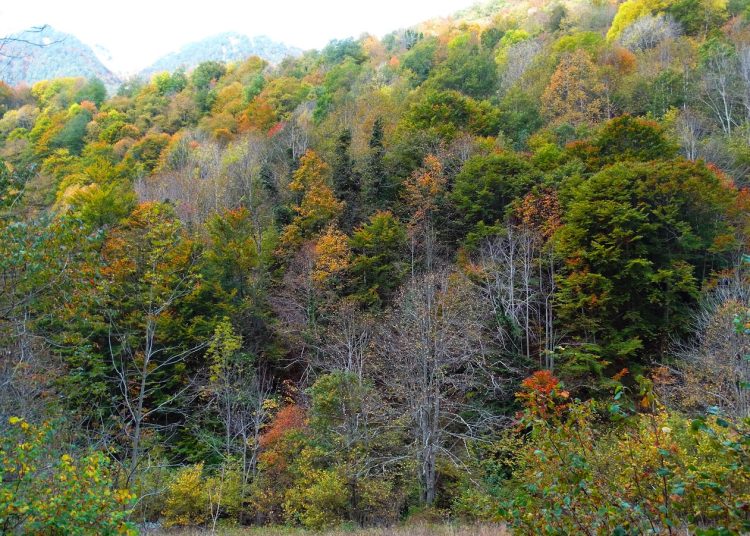 Bosque. - Fuente externa.