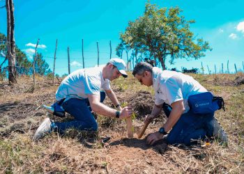 Las especies sembradas incluyeron pino macho, pino amarillo, pino criollo, pino de oro, caoba híbrida, caoba criolla, roble y cedro.