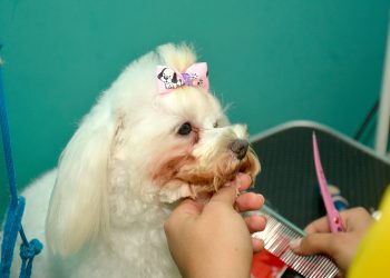 Los perros tienen un amplio catálogo de servicios para su cuidado. | Lésther Álvarez