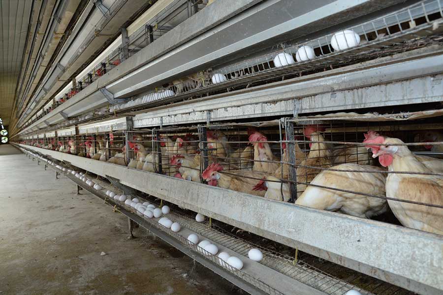 La producción agropecuaria, según dirigentes del sector, ha tenido un buen desempeño. /LÉSTHER ALVAREZ