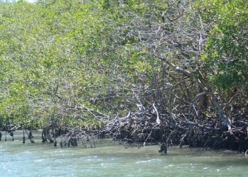 Manglares de la Bahía de Luperón | Lésther Alvarez