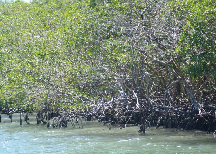 Manglares de la Bahía de Luperón | Lésther Alvarez