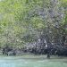 Manglares de la Bahía de Luperón | Lésther Alvarez