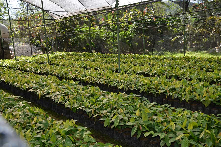 Plantación de matas de cacao. /LÉSTHER ALVAREZ