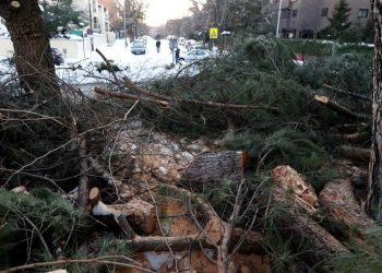 Vista de las ramas caídas de varios árboles como consecuencia de la nevada provocada por la borrasca Filomena, en Madrid.  | Chema Moya, EFE.