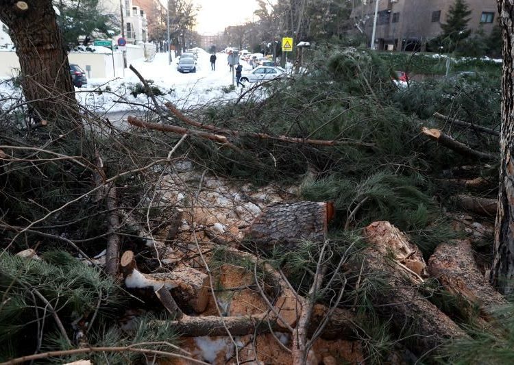 Vista de las ramas caídas de varios árboles como consecuencia de la nevada provocada por la borrasca Filomena, en Madrid.  | Chema Moya, EFE.
