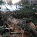 Vista de las ramas caídas de varios árboles como consecuencia de la nevada provocada por la borrasca Filomena, en Madrid.  | Chema Moya, EFE.