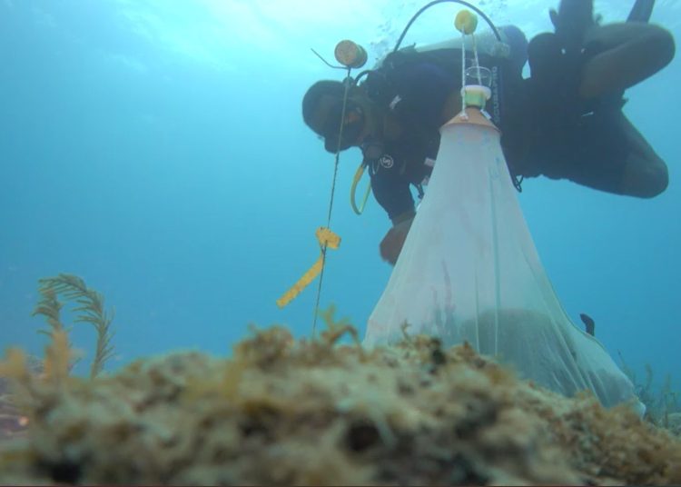 Los arrecifes de coral son vitales para preservación del 25% de las especies marinas mundiales, afectando incluso, la cadena alimenticia, explicó Rita Sellares, bióloga marina.