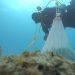 Los arrecifes de coral son vitales para preservación del 25% de las especies marinas mundiales, afectando incluso, la cadena alimenticia, explicó Rita Sellares, bióloga marina.