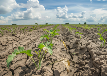 La radiación intensa y las altas temperaturas también pueden generar estrés fisiológico.