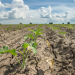La radiación intensa y las altas temperaturas también pueden generar estrés fisiológico.