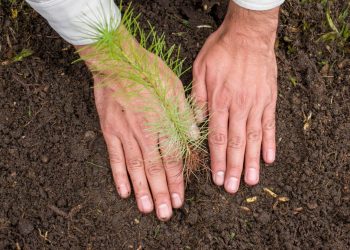 El objetivo fundamental del operativo en Guananito es restaurar los ecosistemas forestales que garantizan la producción de agua. - Fuente externa.
