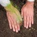 El objetivo fundamental del operativo en Guananito es restaurar los ecosistemas forestales que garantizan la producción de agua. - Fuente externa.