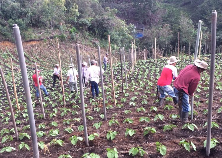 Ecotutores
