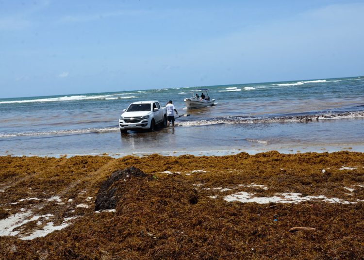 Detallan que el bajo costo del forraje que produce el sargazo podría contribuir a aumentar el tamaño de los rebaños de ganado caprino en el país. | Fuente externa.