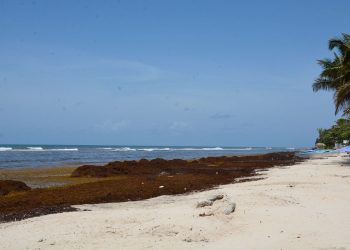 Sargazo - Lésther Álvarez.