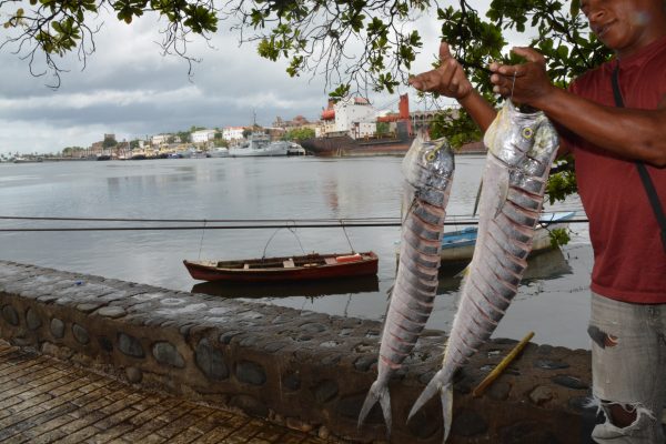 Especia y pesca (22)