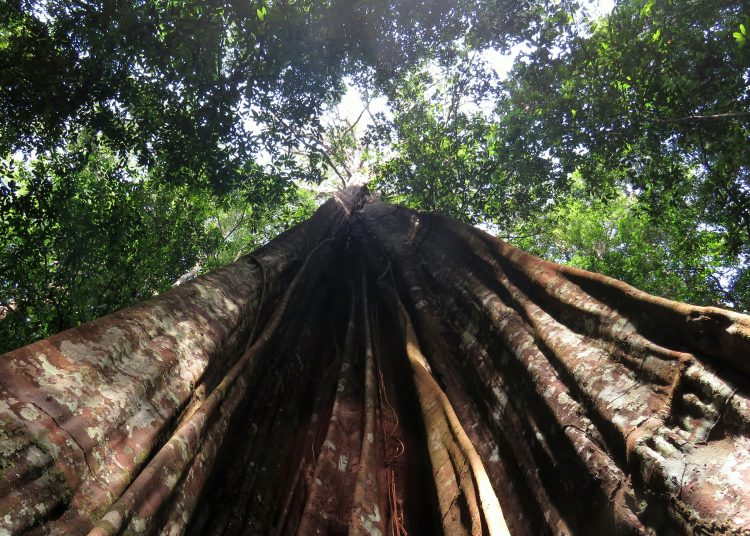 Árbol grande del Amazonas. | Europa Press.

Árbol grande del Amazonas

  (Foto de ARCHIVO)

1/1/1970