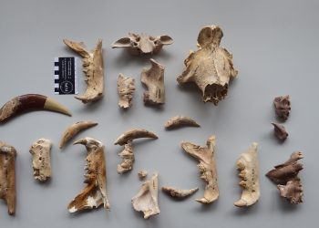 Dientes de sable analizados en el trabajo de Langebaanweg. - Europa Press.