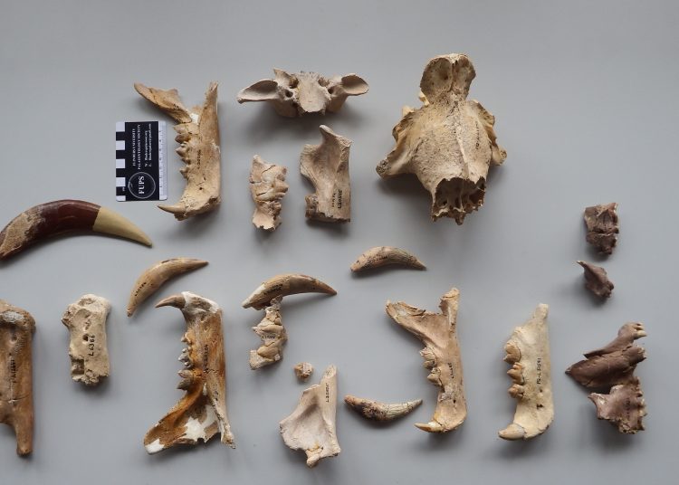 Dientes de sable analizados en el trabajo de Langebaanweg. - Europa Press.