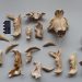 Dientes de sable analizados en el trabajo de Langebaanweg. - Europa Press.