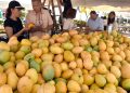 El año pasado las exportaciones de mango generaron US$42.4 millones.