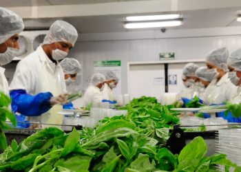 Rodrigo Castañedas precisa que solo el 0.9% del PIB agrícola se dedica a investigación.