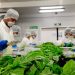 Rodrigo Castañedas precisa que solo el 0.9% del PIB agrícola se dedica a investigación.