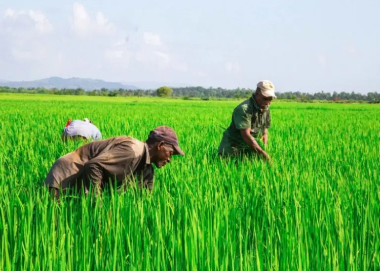 Para las autoridades norteamericanas el solo hecho de tener empleados nacionales o extranjeros indocumentados es una condición de trabajo forzoso. - Fuente externa.