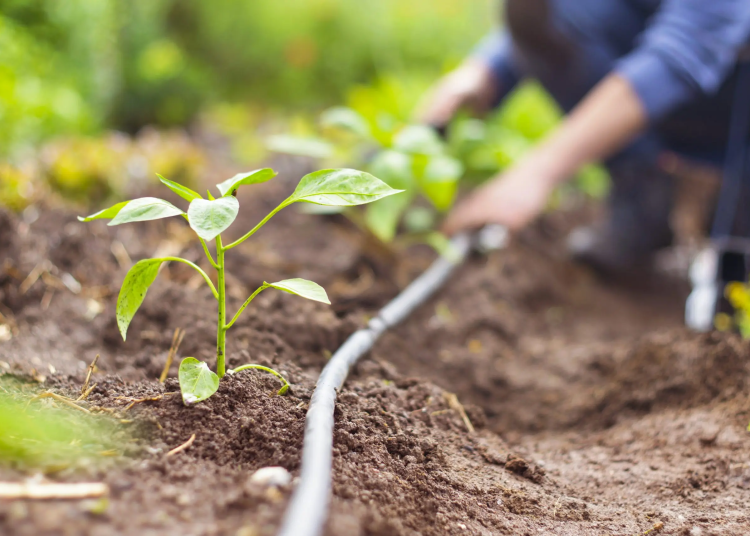 Cruz presentó datos sobre el uso del agua en la agricultura dominicana, indicando que el 82% del agua disponible se destina a este sector. - Fuente externa.