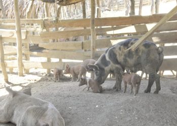 La fiebre porcina africana es altamente contagiosa.