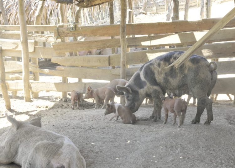 La fiebre porcina africana es altamente contagiosa.