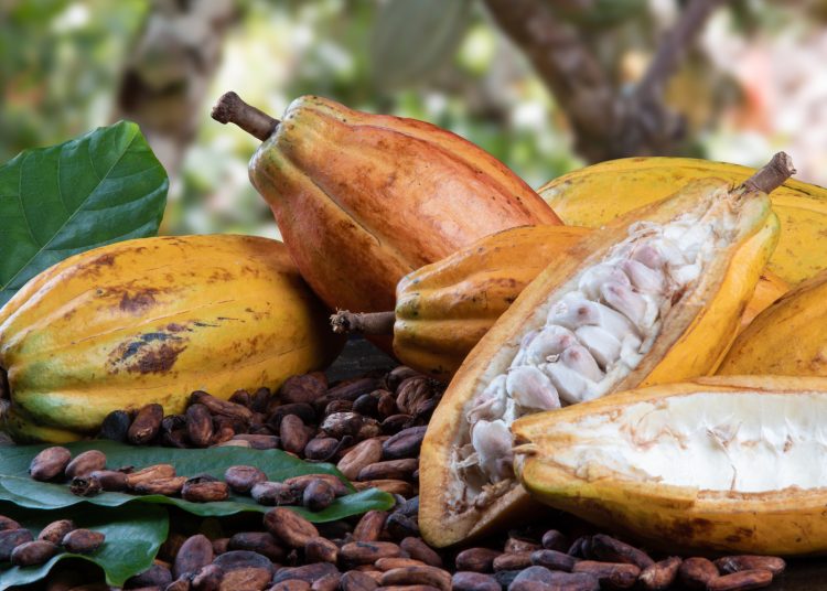 El Festival del Chocolate Dominicano 2023 estará presente durante una semana con actividades diversas. | Fuente externa.
