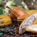 El Festival del Chocolate Dominicano 2023 estará presente durante una semana con actividades diversas. | Fuente externa.