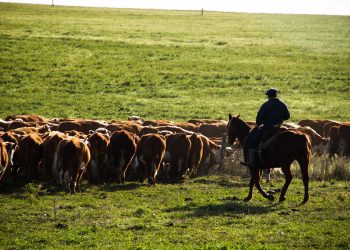 Ganado bovino vacuno