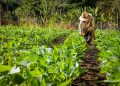 El sistema ZARC integra información de suelos, clima y cultivos para generar mapas de riesgo agrícola.