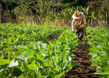 El sistema ZARC integra información de suelos, clima y cultivos para generar mapas de riesgo agrícola.